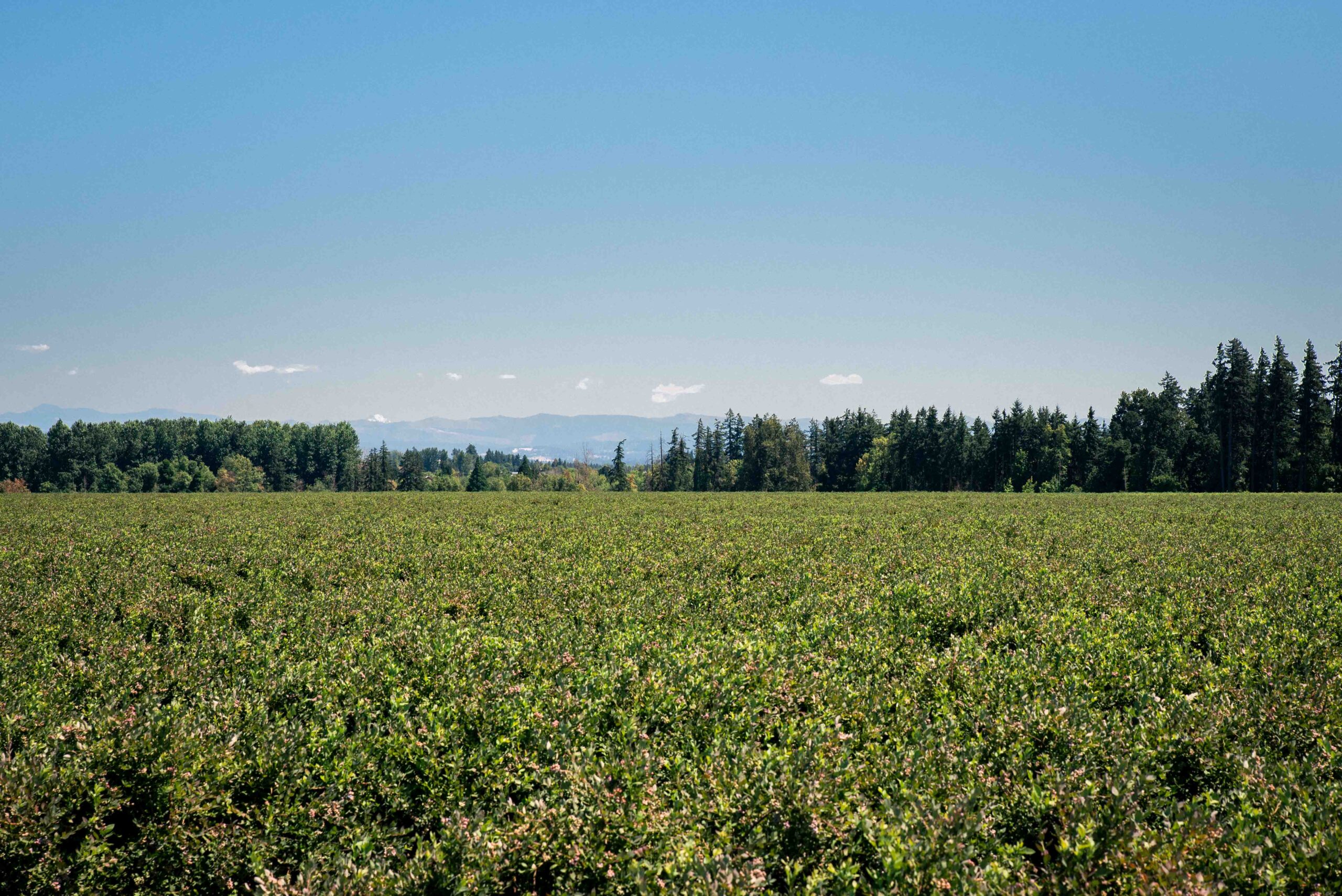Fields-1-13 (1)