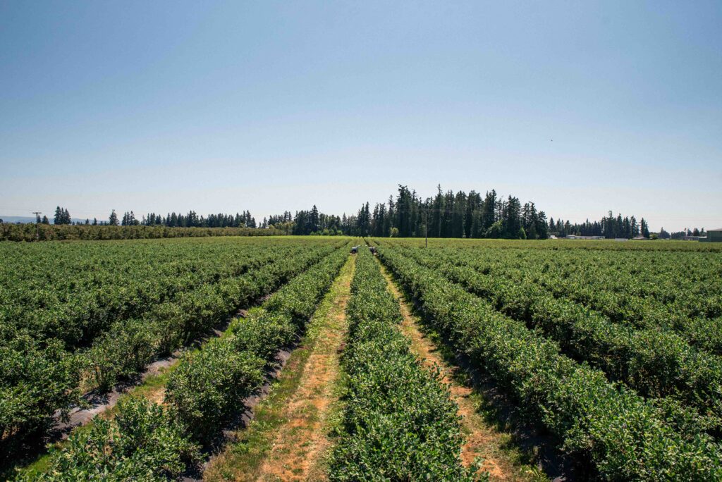 how are berries grown