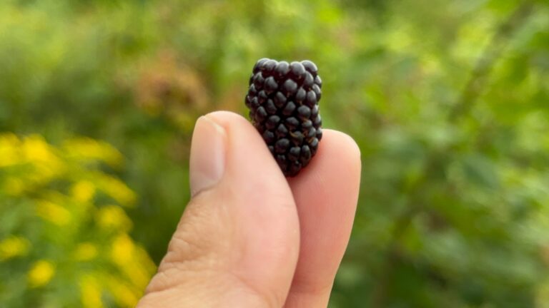 andrei-merlescu-PCfJjYQUOy0-unsplash